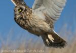 Short-eared Owl (Asio flammeus)