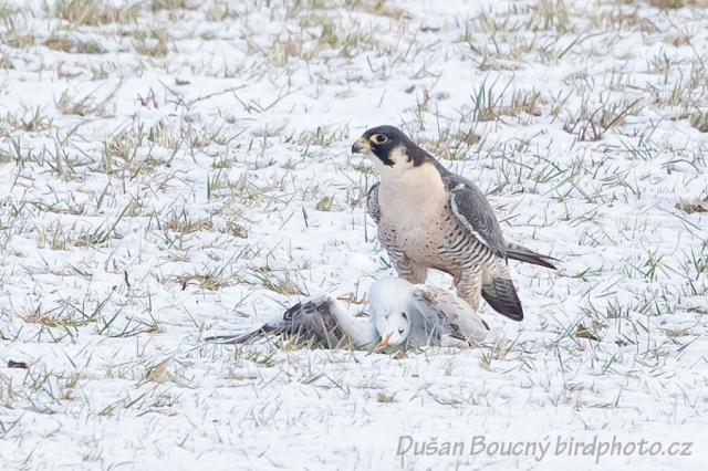 Dravci - Sokol stěhovavý (Falco peregrinus) Dravci - Sokol stěhovavý (Falco peregrinus)