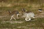 Arctic Hare (Lepus timidus)