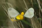 Bělásek luční (Leptidea juvernica)