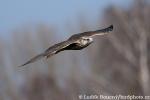 Raroh velký (Falco cherrug)