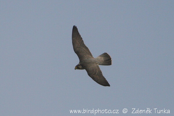 Dravci - Sokol stěhovavý (Falco peregrinus)