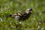 Čížek lesní (Carduelis spinus)