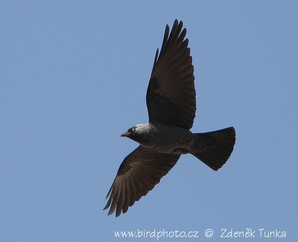 Pěvci - Kavka obecná (Corvus monedula)