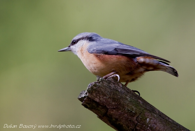 Pěvci - Brhlík lesní (Sitta europaea) Pěvci - Brhlík lesní (Sitta europaea)