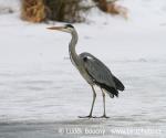 Volavka popelavá (Ardea cinerea)