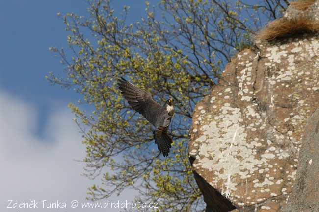 Dravci - Sokol stěhovavý (Falco peregrinus)